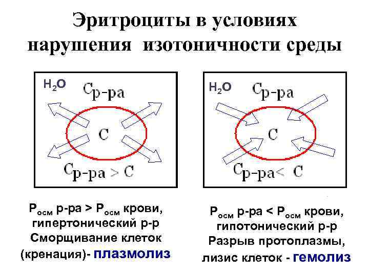 Эритроциты в условиях нарушения изотоничности среды Н 2 О Росм р-ра > Росм крови,