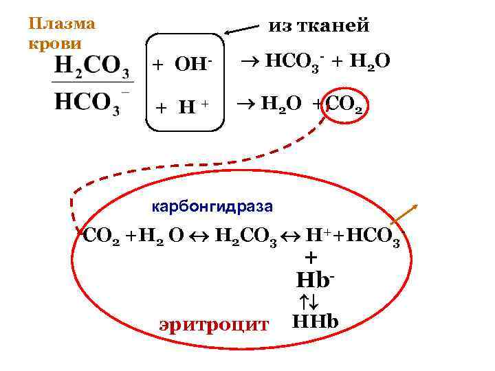 Плазма крови из тканей + OH- HCO 3 - + H 2 O +