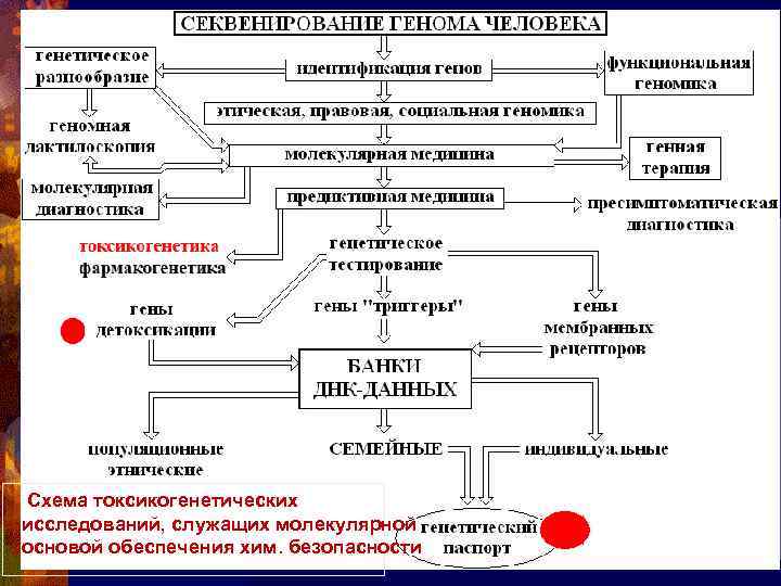 Схема токсикогенетических исследований, служащих молекулярной основой обеспечения хим. безопасности 