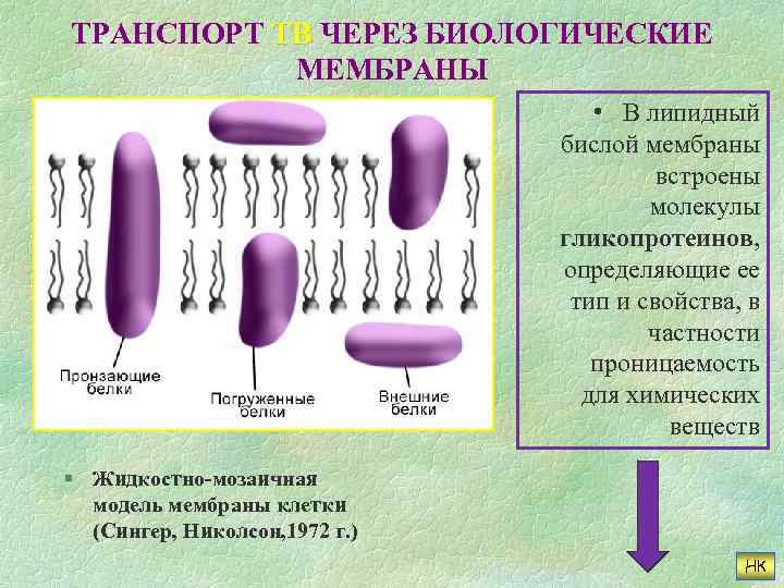 ТРАНСПОРТ ТВ ЧЕРЕЗ БИОЛОГИЧЕСКИЕ МЕМБРАНЫ • В липидный бислой мембраны встроены молекулы гликопротеинов, определяющие