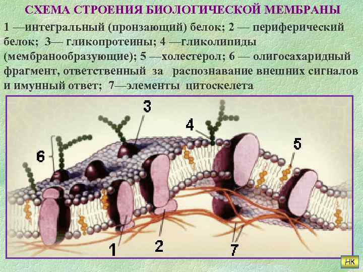 Схема строения биологической мембраны - 80 фото