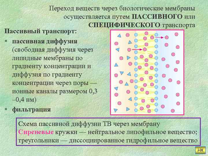  Переход веществ через биологические мембраны осуществляется путем ПАССИВНОГО или СПЕЦИФИЧЕСКОГО транспорта Пассивный транспорт: