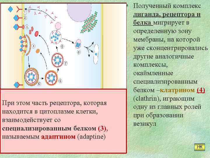 При этом часть рецептора, которая находится в цитоплазме клетки, взаимодействует со специализированным белком (3),
