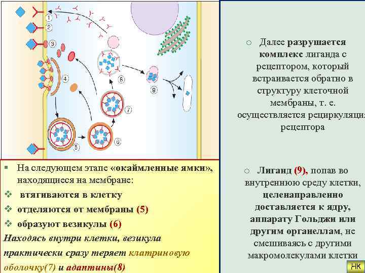 o Далее разрушается комплекс лиганда с рецептором, который встраивается обратно в структуру клеточной мембраны,