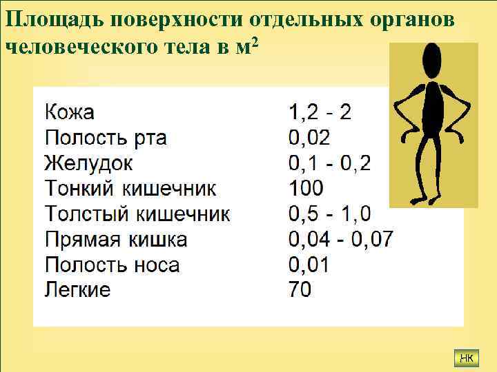 Площадь поверхности отдельных органов человеческого тела в м 2 НК 