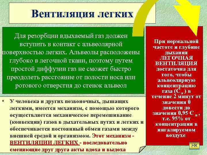 Вентиляция легких Для резорбции вдыхаемый газ должен вступить в контакт с альвеолярной поверхностью легких.