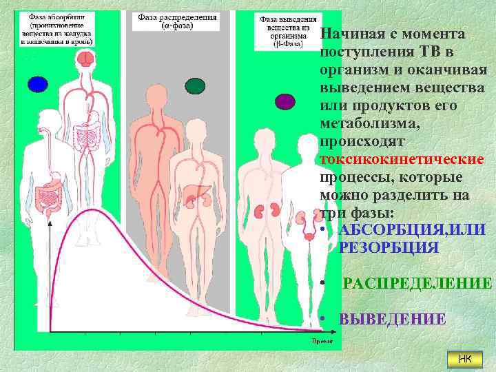 Начиная с момента поступления ТВ в организм и оканчивая выведением вещества или продуктов его