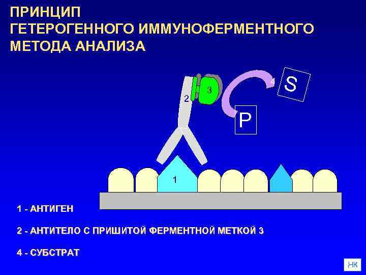 ПРИНЦИП ГЕТЕРОГЕННОГО ИММУНОФЕРМЕНТНОГО МЕТОДА АНАЛИЗА 2 4 3 S P 1 1 - АНТИГЕН