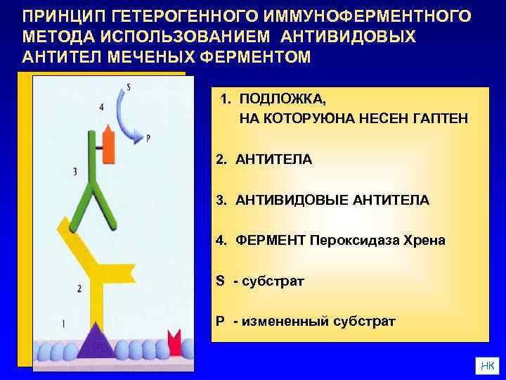 ПРИНЦИП ГЕТЕРОГЕННОГО ИММУНОФЕРМЕНТНОГО МЕТОДА ИСПОЛЬЗОВАНИЕМ АНТИВИДОВЫХ АНТИТЕЛ МЕЧЕНЫХ ФЕРМЕНТОМ 1. ПОДЛОЖКА, НА КОТОРУЮНА НЕСЕН
