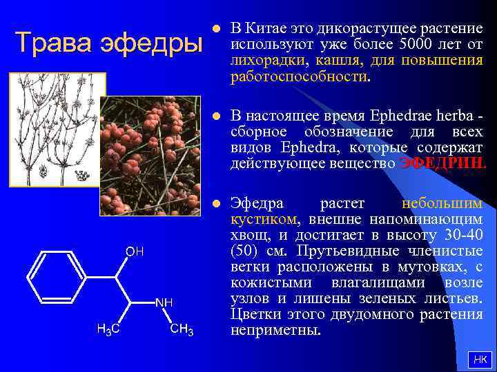 Трава эфедры l В Китае это дикорастущее растение используют уже более 5000 лет от