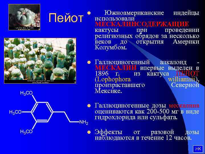 Пейот l Южноамериканские индейцы использовали МЕСКАЛИНСОДЕРЖАЩИЕ кактусы при проведении религиозных обрядов за несколько веков