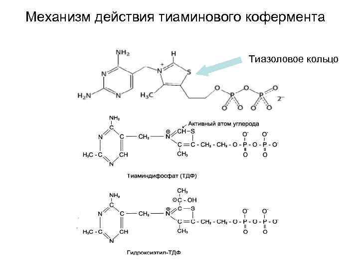 Механизм действия тиаминового кофермента Тиазоловое кольцо 
