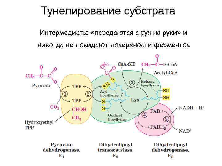 Тунелирование субстрата Интермедиаты «передаются с рук на руки» и никогда не покидают поверхности ферментов