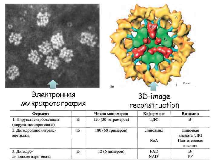 Электронная микрофотография 3 D-image reconstruction 