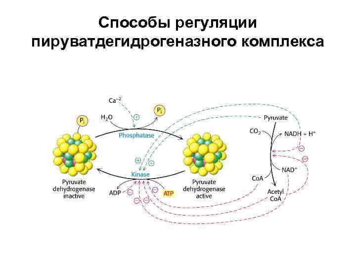 Средства регуляции. Пируватдегидрогеназный комплекс биохимия схема. Пируватдегидрогеназный комплекс регуляция. Суммарное уравнение пируватдегидрогеназного комплекса. Схема работы пируватдегидрогеназного комплекса.