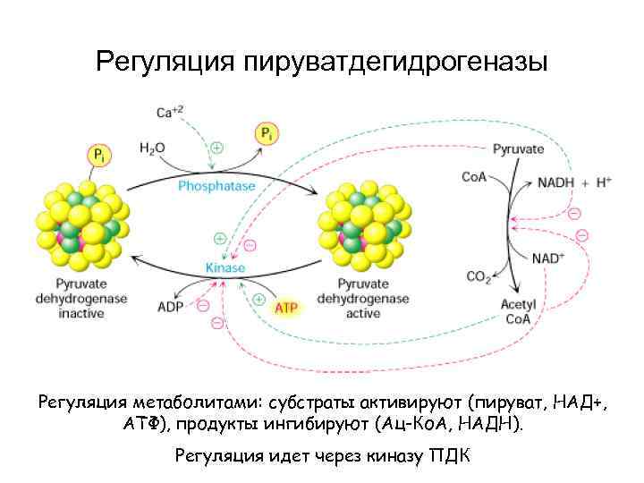 Регуляция пируватдегидрогеназы Регуляция метаболитами: субстраты активируют (пируват, НАД+, АТФ), продукты ингибируют (Ац-Ко. А, НАДН).