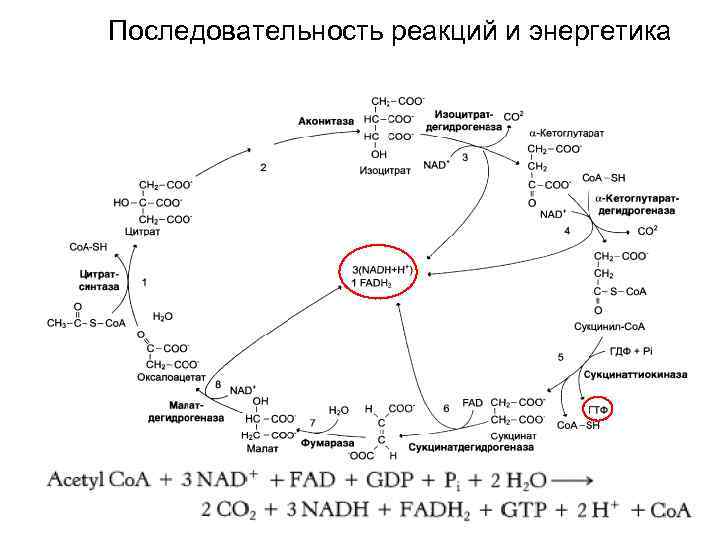 Последовательность реакций и энергетика 