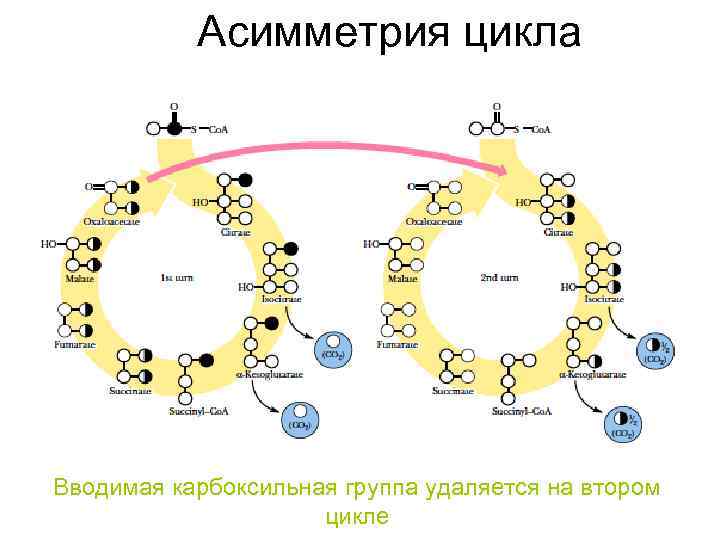 Асимметрия цикла Вводимая карбоксильная группа удаляется на втором цикле 
