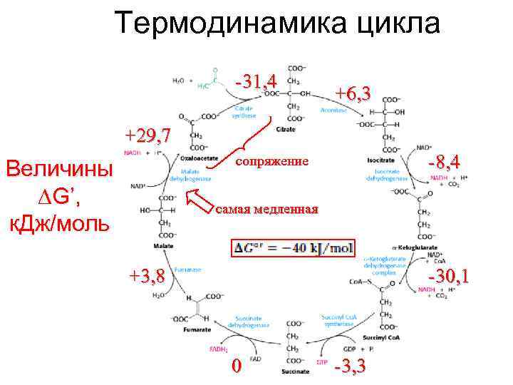 Термодинамика цикла -31, 4 +6, 3 +29, 7 -8, 4 сопряжение Величины G’, к.
