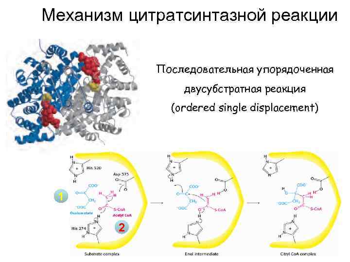 Механизм цитратсинтазной реакции Последовательная упорядоченная двусубстратная реакция (ordered single displacement) 1 2 
