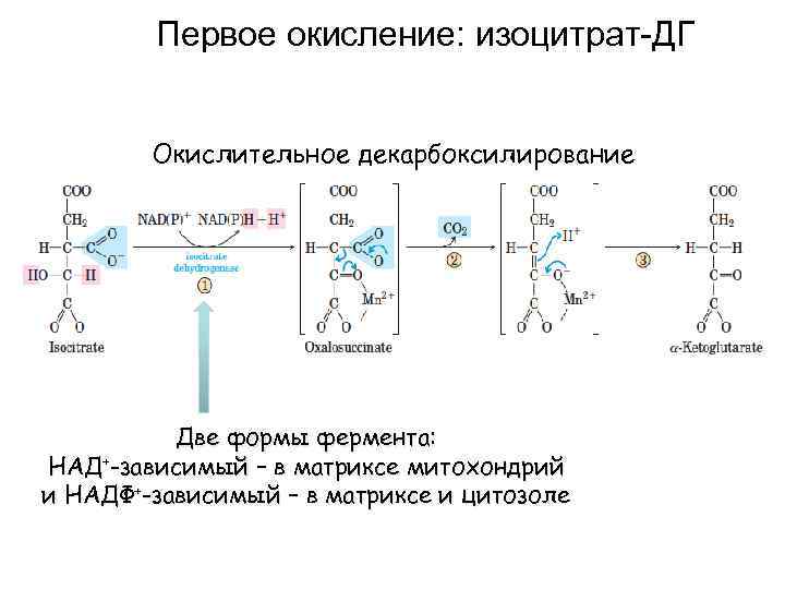 Над зависимые. Окислительное декарбоксилирование изоцитрата. НАДФ+-зависимые ферменты ПФП:. Окисление изоцитрата. Цитозольные ферменты.