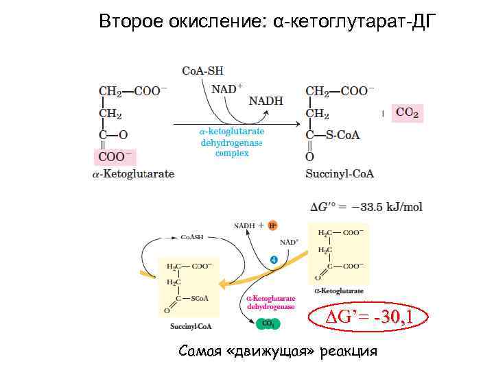 Второе окисление: α-кетоглутарат-ДГ ΔG’= -30, 1 Самая «движущая» реакция 