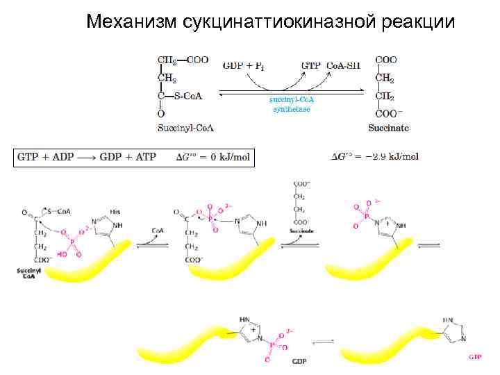 Механизм сукцинаттиокиназной реакции 