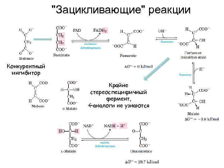 "Зацикливающие" реакции Конкурентный ингибитор Крайне стереоспецифичный фермент, аналоги не узнаются 