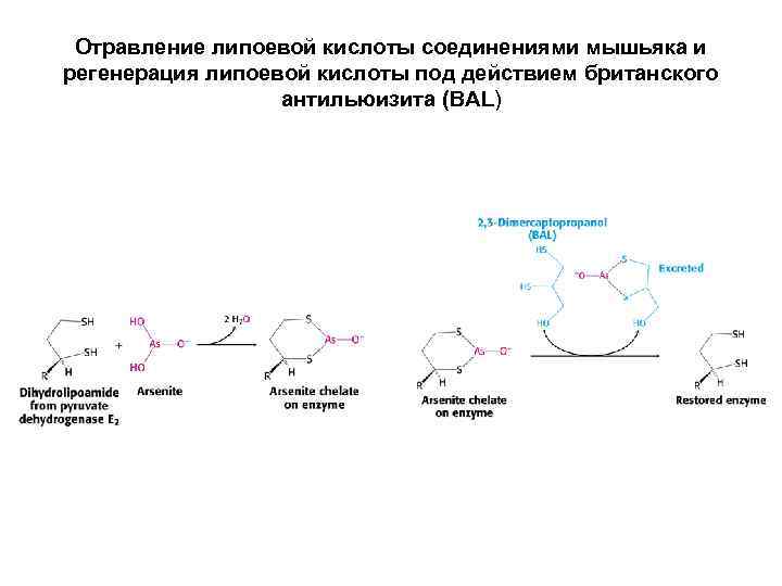 Отравление липоевой кислоты соединениями мышьяка и регенерация липоевой кислоты под действием британского антильюизита (BAL)