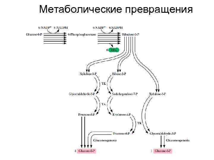 Метаболические превращения 