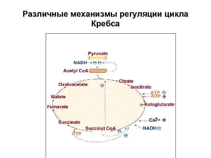 Различные механизмы регуляции цикла Кребса 