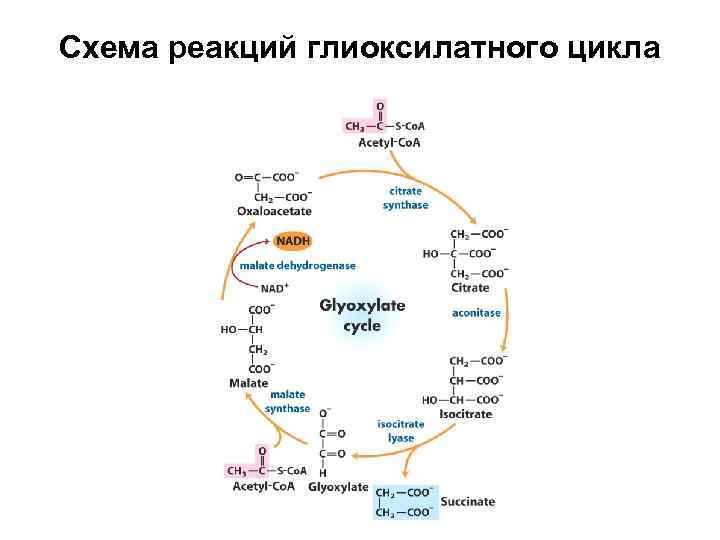 Схема глиоксилатного цикла