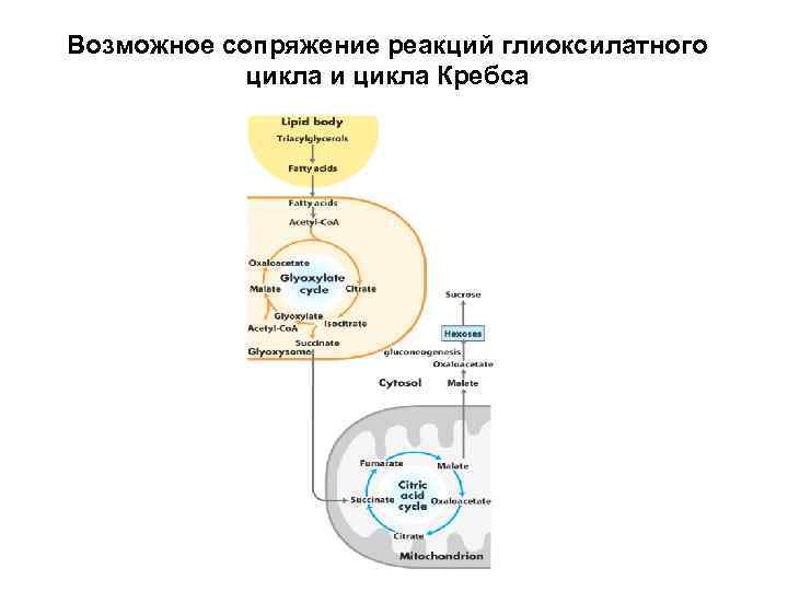 Схема глиоксилатного цикла