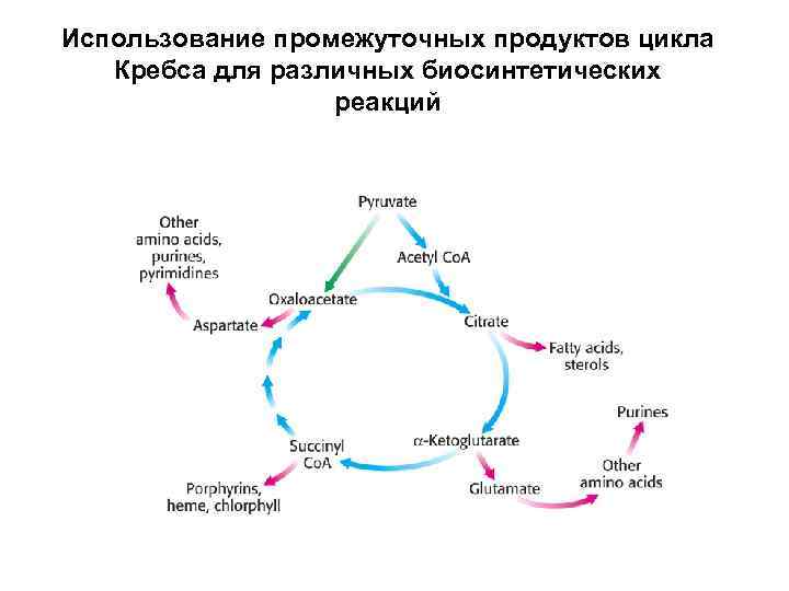 Нарисовать цикл кребса