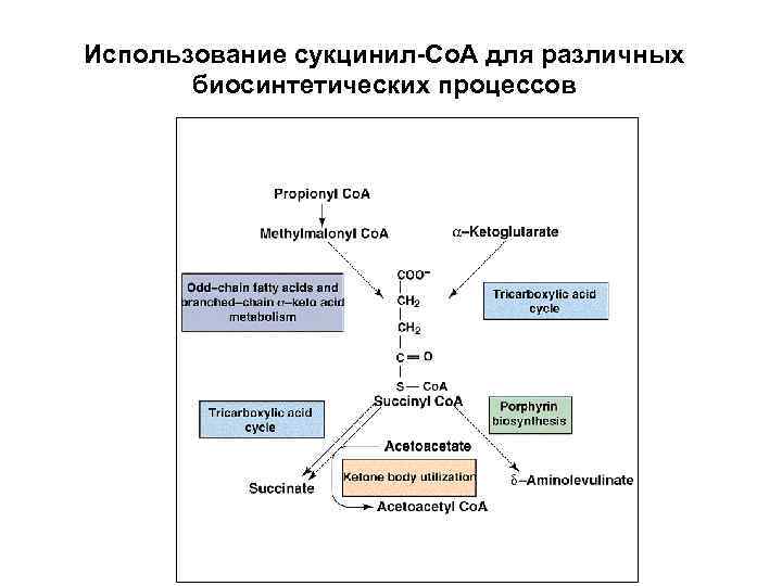 Использование сукцинил-Со. А для различных биосинтетических процессов 