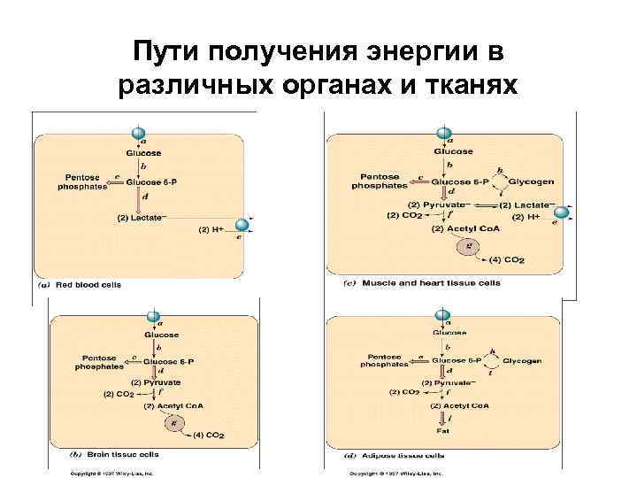 Пути получения энергии в различных органах и тканях 