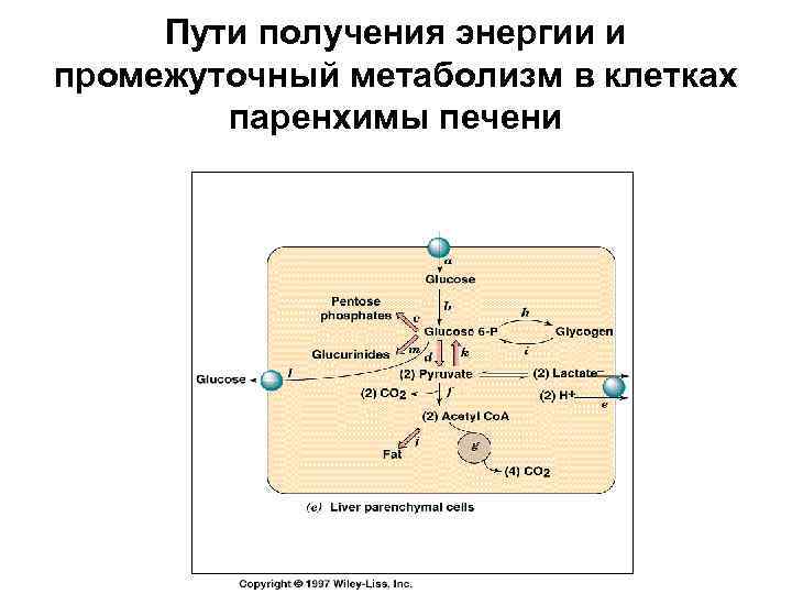 Пути получения энергии и промежуточный метаболизм в клетках паренхимы печени 