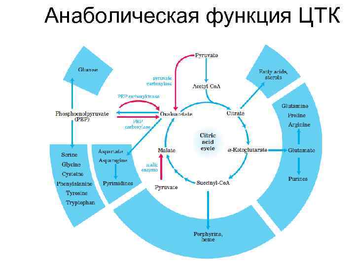 Анаболическая функция ЦТК 