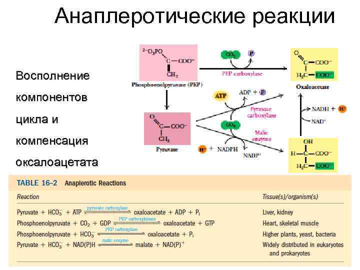 Анаплеротические реакции Восполнение компонентов цикла и компенсация оксалоацетата 