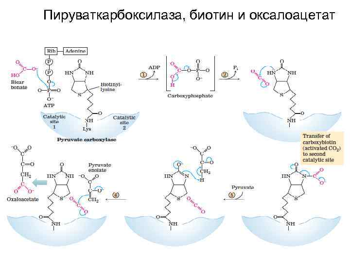 Пируваткарбоксилаза, биотин и оксалоацетат 