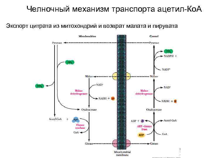 Челночный механизм транспорта ацетил-Ко. А Экспорт цитрата из митохондрий и возврат малата и пирувата