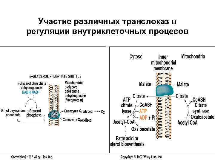 Участие различных транслоказ в регуляции внутриклеточных процесов 