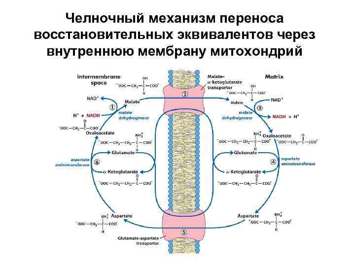 Челночный механизм переноса восстановительных эквивалентов через внутреннюю мембрану митохондрий 