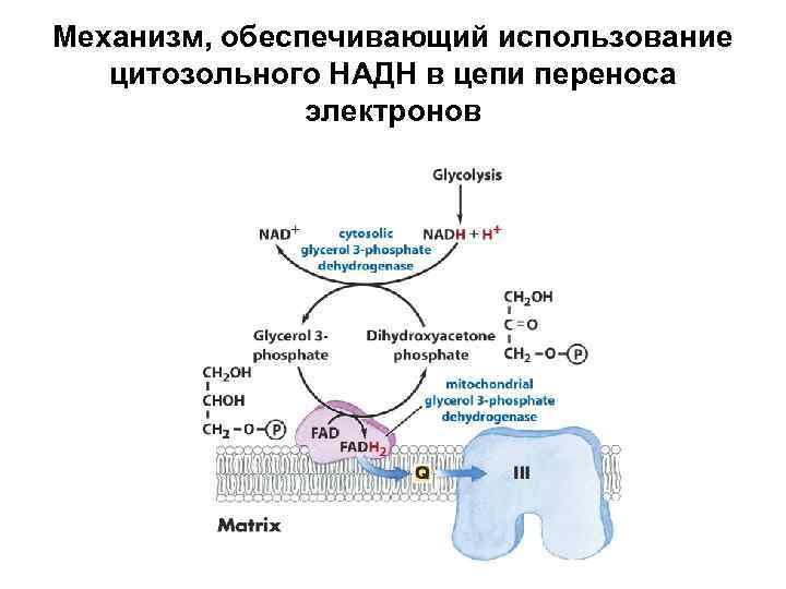 Механизм, обеспечивающий использование цитозольного НАДН в цепи переноса электронов 