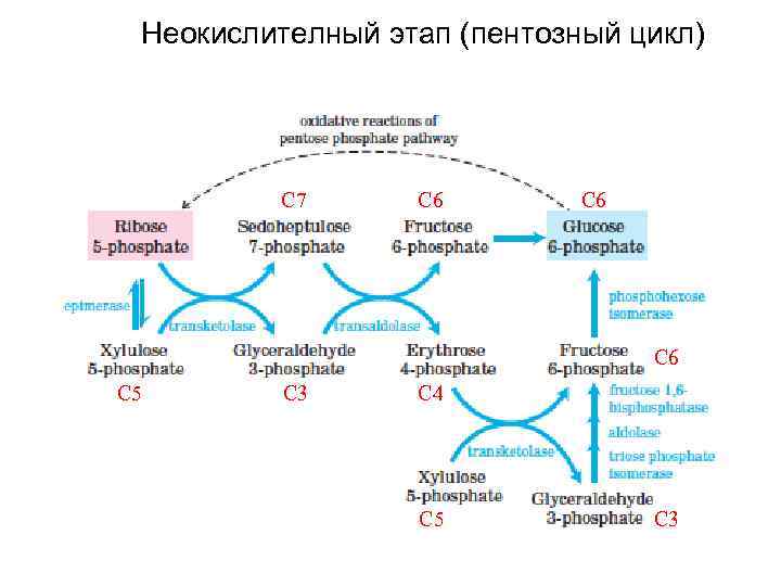 Неокислителный этап (пентозный цикл) С 7 С 6 С 6 С 5 С 3