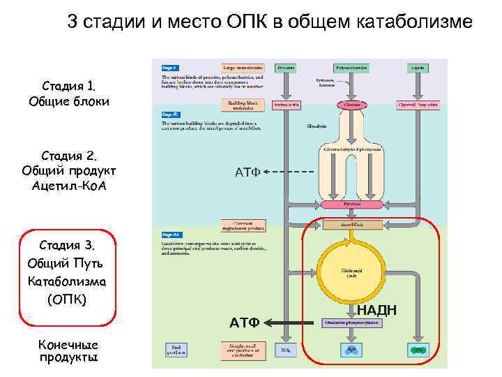 3 стадии и место ОПК в общем катаболизме Стадия 1. Общие блоки Стадия 2.