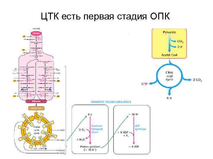 ЦТК есть первая стадия ОПК 