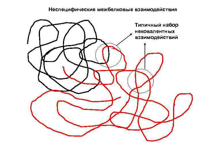 Неспецифические межбелковые взаимодействия Типичный набор нековалентных взаимодействий 