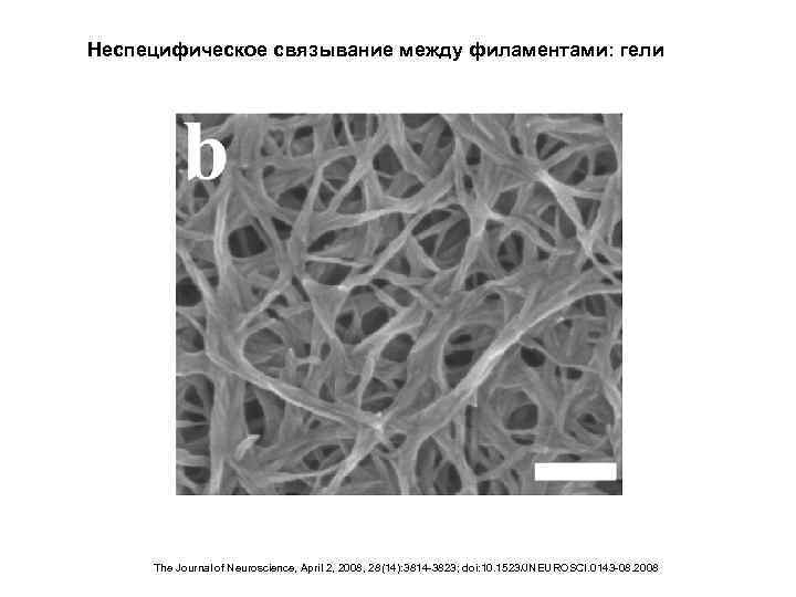 Неспецифическое связывание между филаментами: гели The Journal of Neuroscience, April 2, 2008, 28(14): 3814