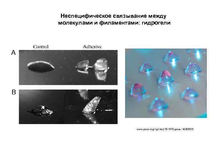Неспецифическое связывание между молекулами и филаментами: гидрогели 